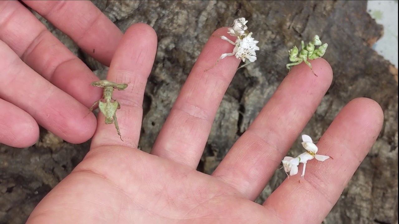 A Many Mantis Montage: quick run through 9 mantises I keep and some extra tips about each species