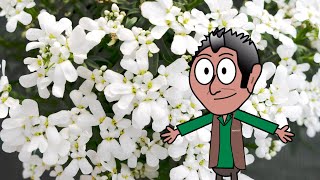 Iberis Pianta Del Mese Di Marzo 2024