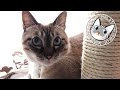 【Jean 0488】保護主さんからジャンくんの過去があばかれた！　元野良猫の保護里親記録 Jean, a former stray cat.