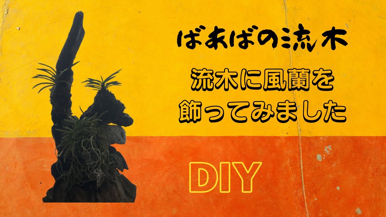 ばあばの流木】流木に風蘭（フウラン）を飾ってみました【DIY】 - YouTube