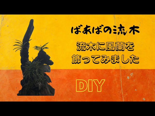 ばあばの流木】流木に風蘭（フウラン）を飾ってみました【DIY】 - YouTube