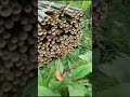 BAMBU APUS BAMBU TALI