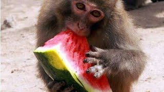 monkey and watermelon viral video monkey hills 2.M