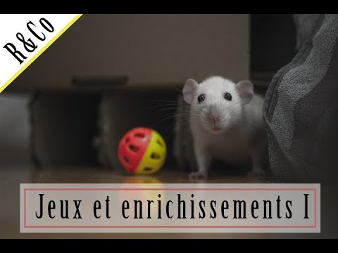 Vidéo: Comment Jouer Avec Un Rat