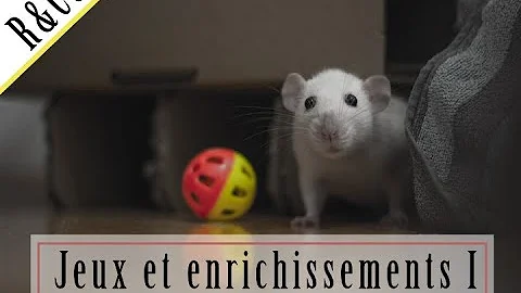 Comment fabriquer un jouet pour rat ?