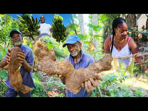 how to dig Giant yellow yam Auntie Rosie Farm in St Elizabeth welcome to the Bread Basket