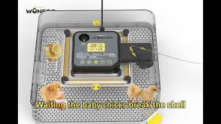 48H egg incubator with automatic humidity control
