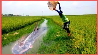 Natural Fishing Technique | Beautiful Village Pond Fishing With Polo teknic |Hook Fishing #desi_fish