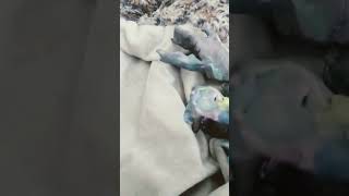 Download Lagu jurassic park spinosaurus roar vs original spinosaurus roar MP3