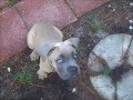 10 week old Cane Corso Puppy Zar Training 10 week old Cane Corso Puppy Zar Training