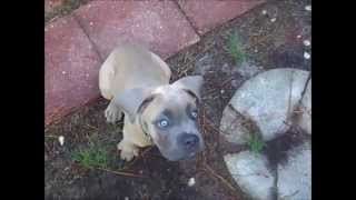 10 week old Cane Corso Puppy Zar Training