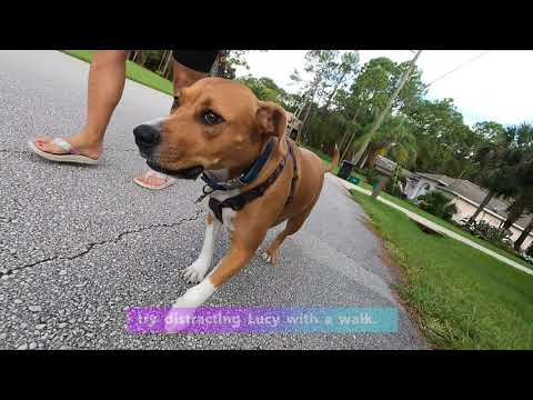 Lucy loves her pet sitter