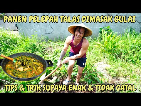 Cara Memasak Pelepah Talas