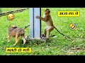 ईस बंदर ने तो मौज ही कर दी 😂🤣 monkey funny moment recorded on camera