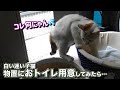 白い迷い子猫におウチとおトイレを用意したら意外過ぎた…