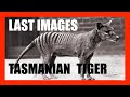 The Last Images of the Tasmanian Tiger | [OFFICE HOURS] #006 Highlight