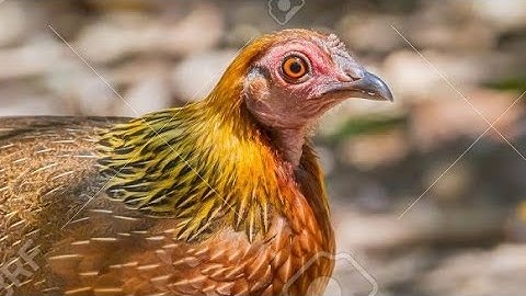 tiếng gà mái rừng suab poj qaib seev zoo dib  tuaj zoo heev