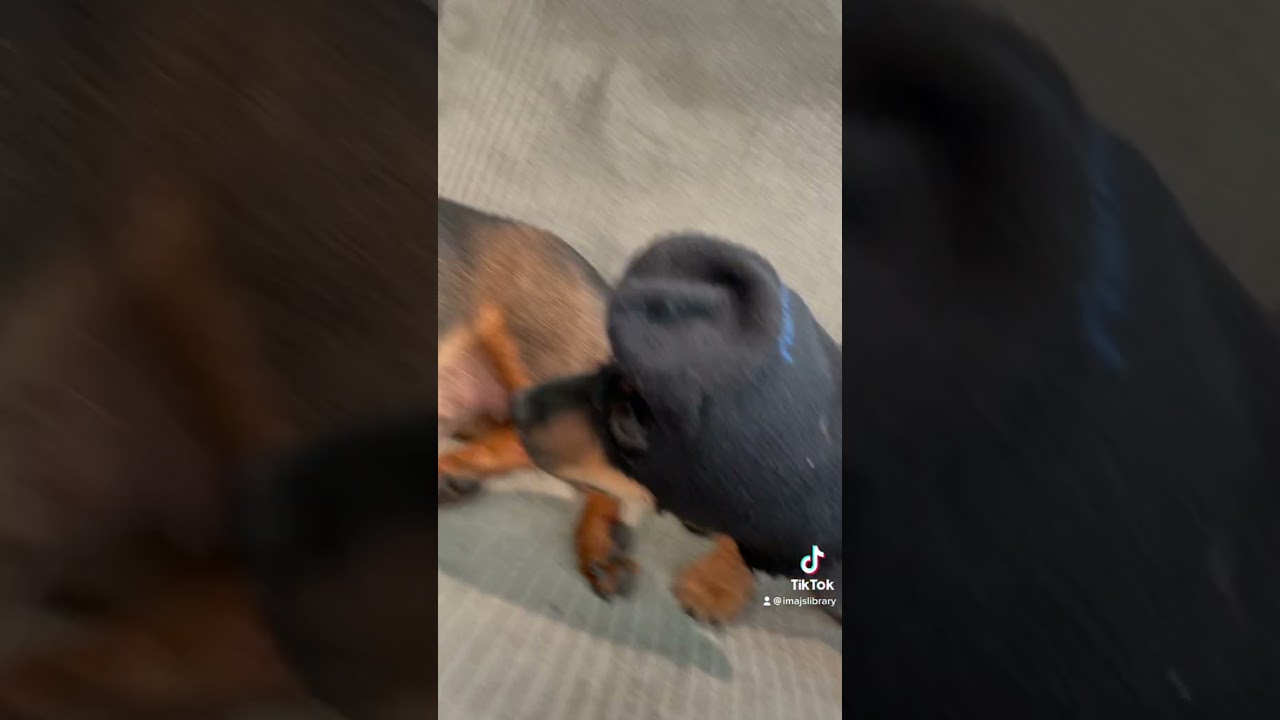 Making robbery masks for my dachshund dogs | credit slinkyandpeppa 