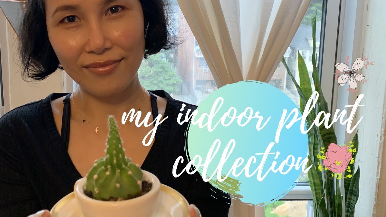 my indoor plant collection 