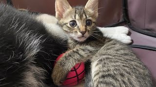 寝るときもボールを離さない子猫【保護猫】
