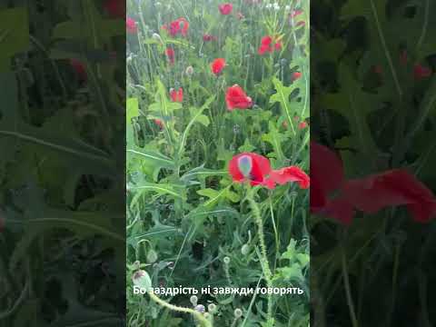 Кошик Добра Життя настільки дивна річ 9 16 тикток зроблено у Clipchamp