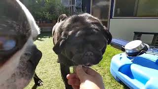 #パグボス兄弟 by pug boston terrier bros. 43 views 2 days ago 2 minutes, 4 seconds