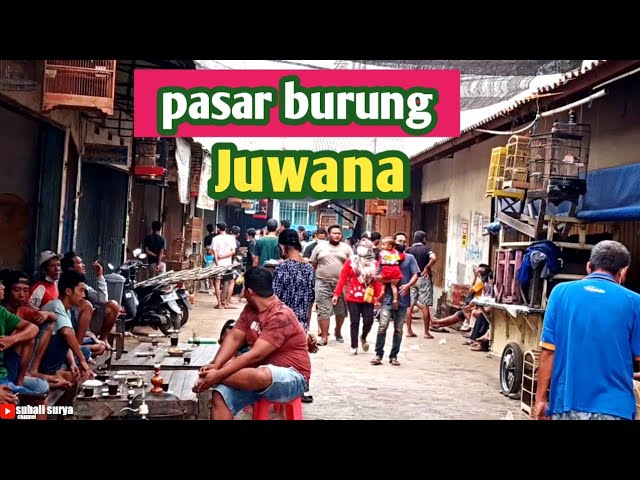 SUASANA PASAR BURUNG DI KOTA JUWANA . class=