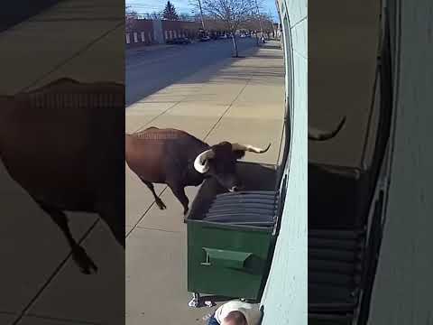 Bull Traps Man In Dumpster!