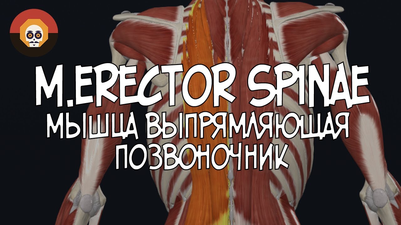 Мышца выпрямляющая позвоночник (m.erector spinae) 3D Анатомия - YouTube