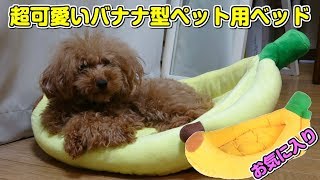 トイプードル イヴ君 癒し バナナ型ベッド ヒーリング 可愛い犬 スヤスヤ睡眠 おやすみ ワンちゃん