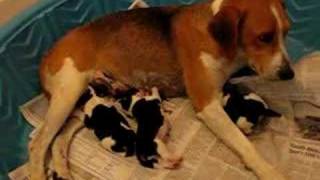 We are announcing the newest members of our household! Annie, our p...