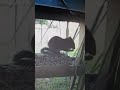 Baby Squirrel Stealing The Food