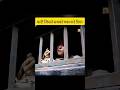 कदी जिसने सबको चकमा दे दिया #ytshorts #shortsfeed #drama #hindi #explain