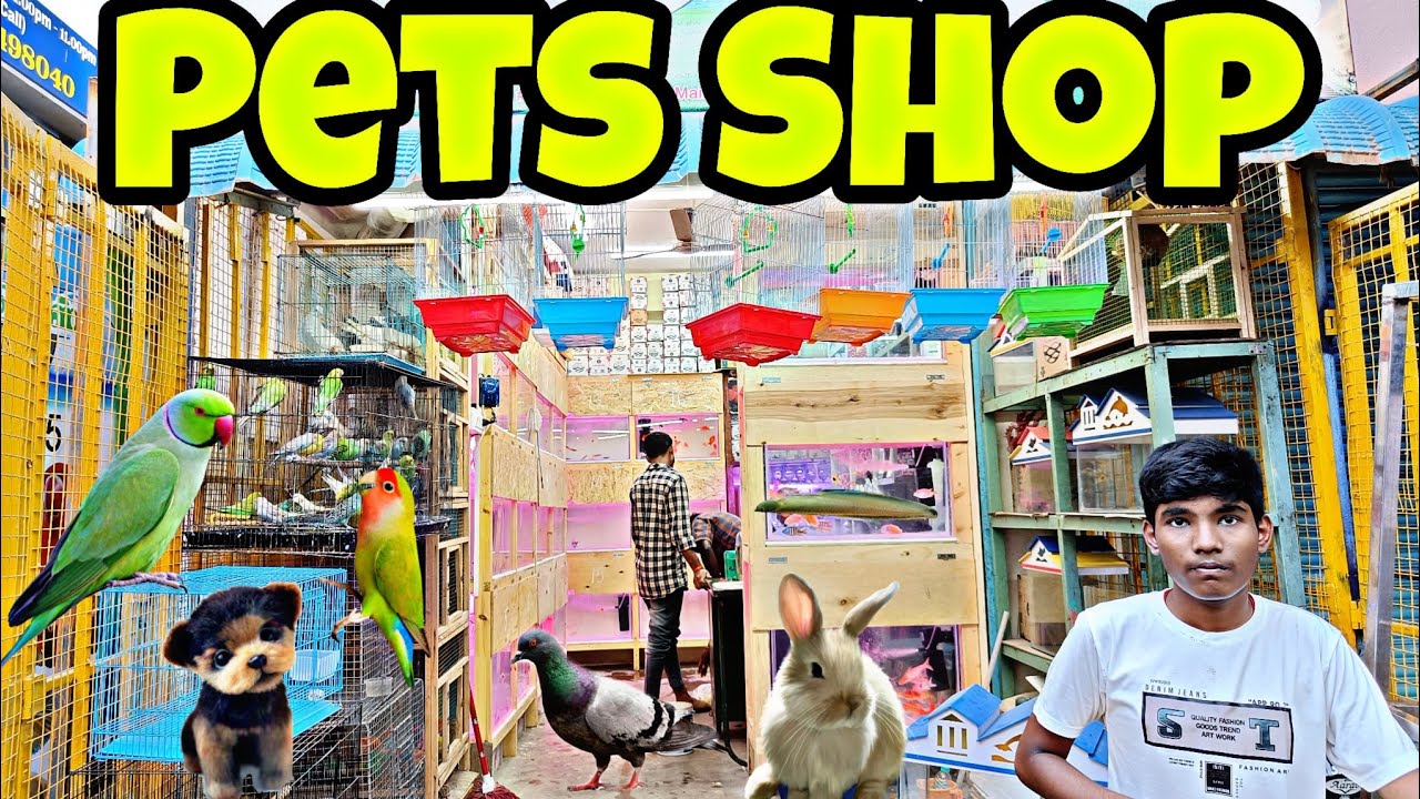 DD Pets Shop Review Birds Fishes Rabbit Dogs Start From 10rs