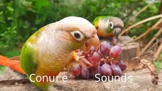 Conure Sounds | conure bird eats the grapes, it looks happy #conure #birdsounds #parrotsound