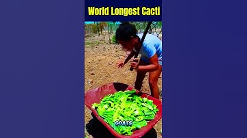 Thumbnail of On the hunt for the big cactus #cactus #farming #farmer #shorts