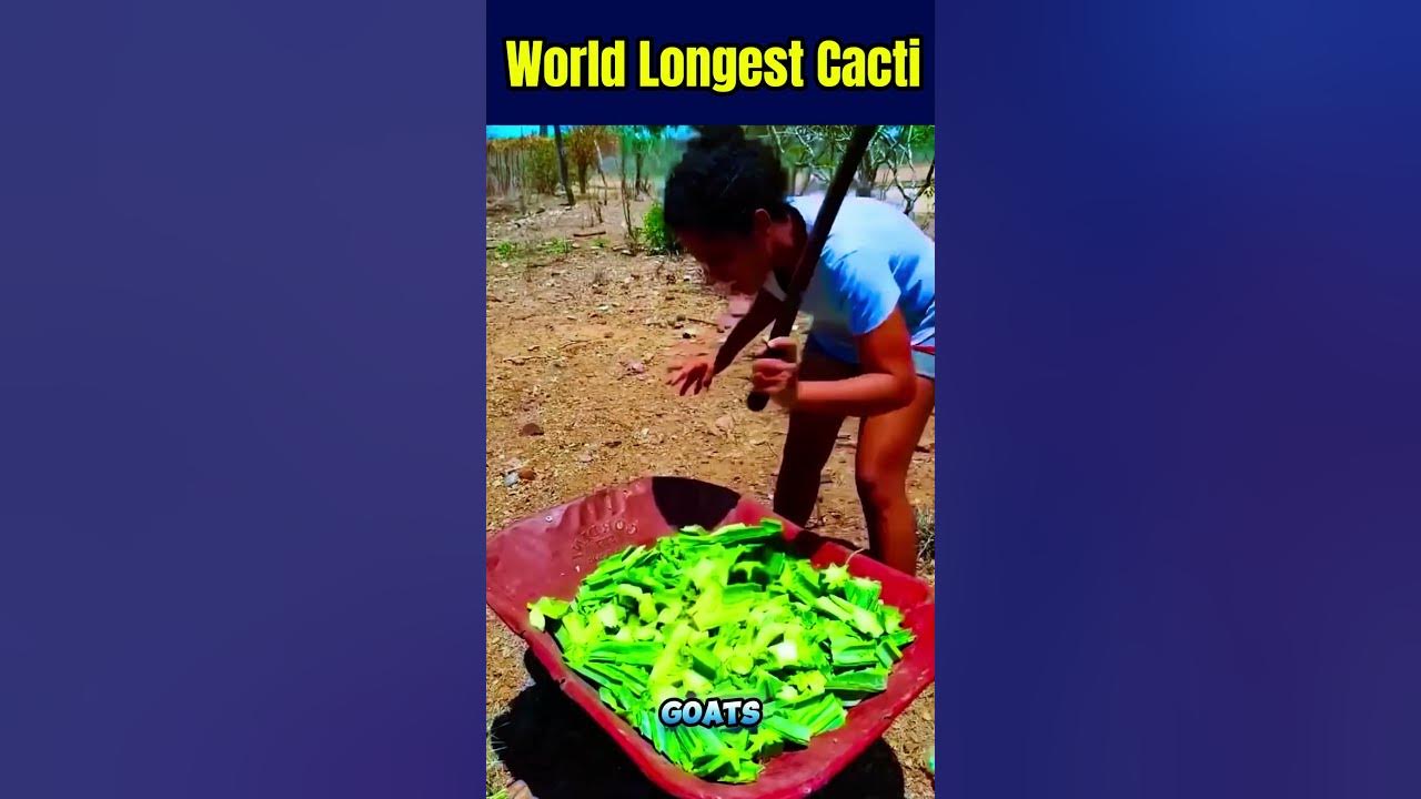 On the hunt for the big cactus #cactus #farming #farmer #shorts