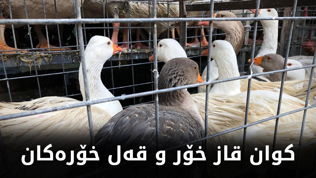 ئاگاتان لێیە؟ نرخی گۆشتی قەل و قاز فڕی