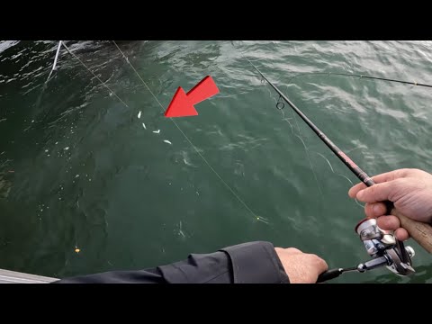 Sardine fishing with a machine gun from the shore!