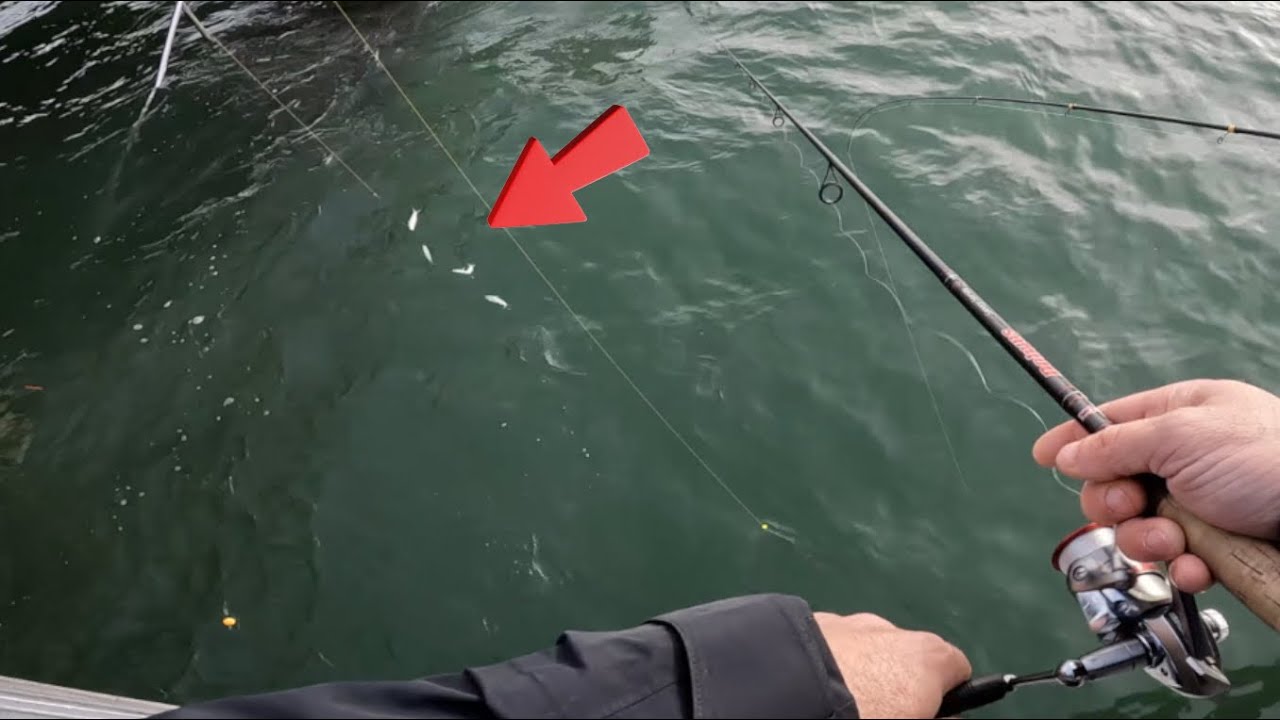 pêche de la sardine à la mitraillette du bord !