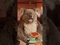 Emotional Support Animal 🐄🐮🎀 #funnyvideos #ollythekoala #funny #laugh #Jokes #Baby #fyp