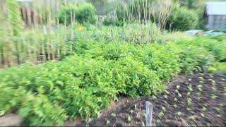 Kays Garden Early December 2018 Roots And Legumes Section