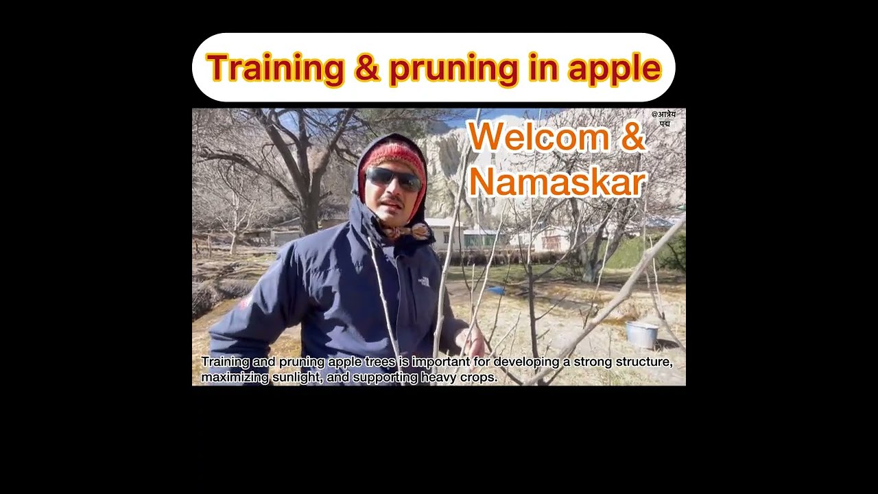 Training and pruning in apple