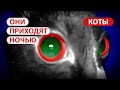 Ночная жизнь наших котиков - одни дома