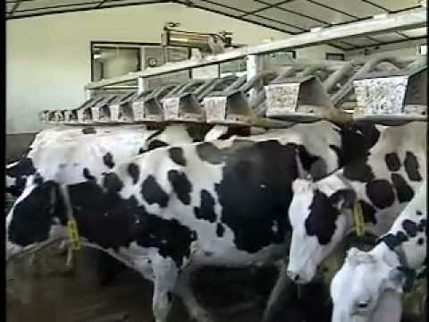 How Are Dairy Cows Milked In A Free Stall Barn Youtube