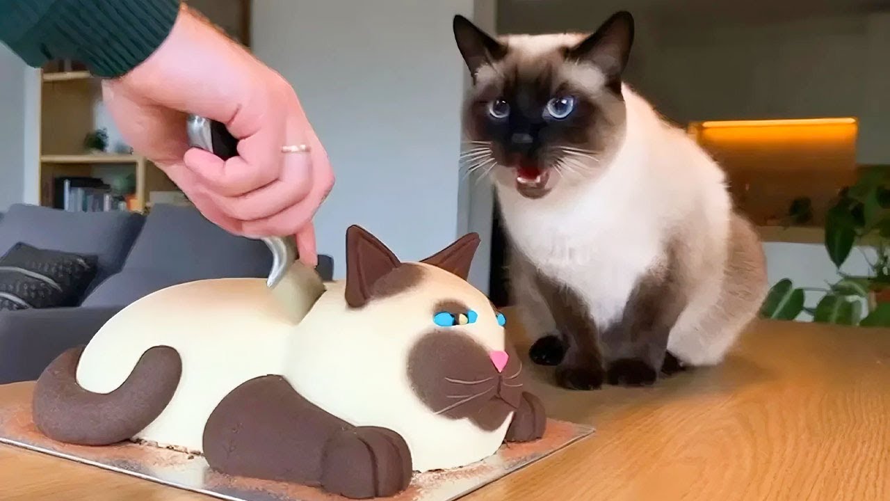 Забавная реакция собаки и кошки на разрезание торта! 😂 Уморительные видео с домашними животными 2025