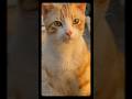 Best eyes in the world #shorts  #cat #cutecat #eyes #sunkissed #sunset #fyp #trending #viral