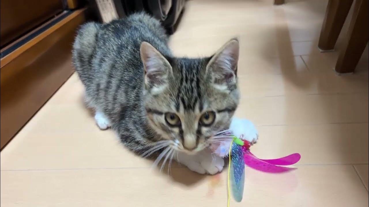 When your cat don't want to share. Listen to his resisting sound.😂 tabbycats catvideos cats