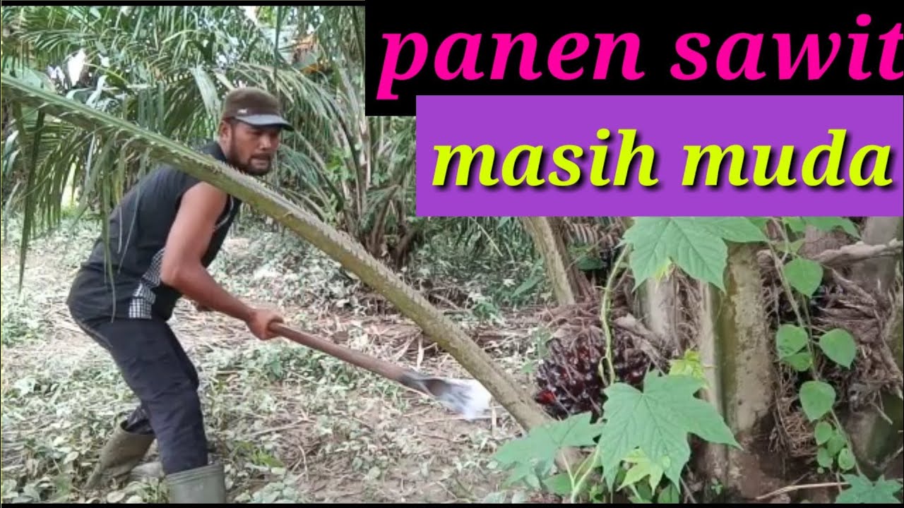 panen sawit pokok rendah