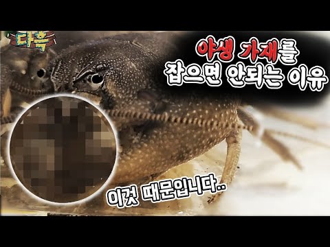 충격적인 민물가재의 진짜모습 ㄷㄷ 이래도 잡고싶을까요?? 정말 끔찍하게 많습니다